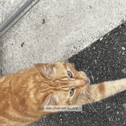 Photo 1/1 Found cat Found in Onet le chateau