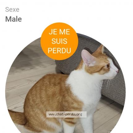 Photo 1/1 Simba Chat lost in Bordeaux