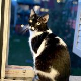 Oreo