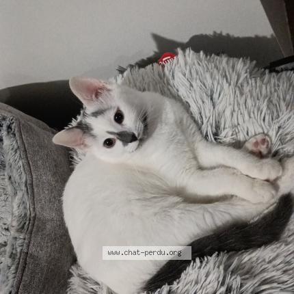 Photo 1/1 Laya Chat lost in Luneville