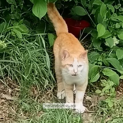 Photo 1/1 Sans nom Chat lost in Briare