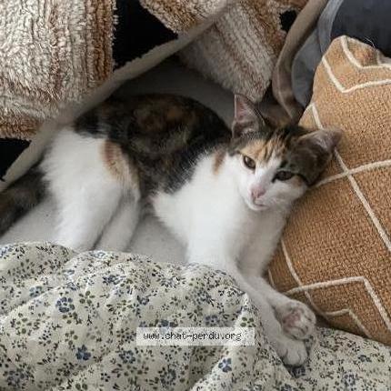 Photo 1/1 Minouche Chat lost in Saint priest