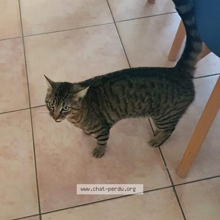 Foto einer verlorenen Katze in Lausanne