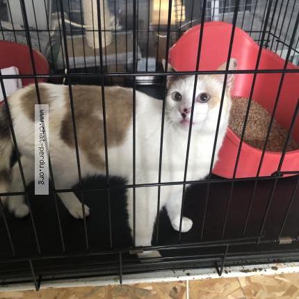 Photo 1/1 Found cat Found in Orleans