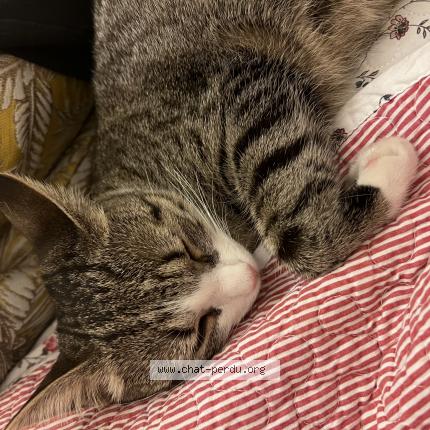 Foto einer verlorenen Katze in 1217 Meyrin Ge
