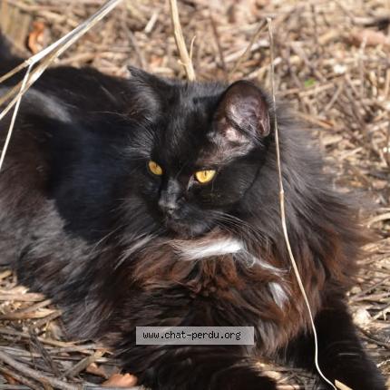 Foto van vermiste kat in Trooz