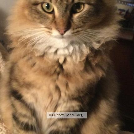 Photo 1/1 Zéphyr Chat lost in Donnery