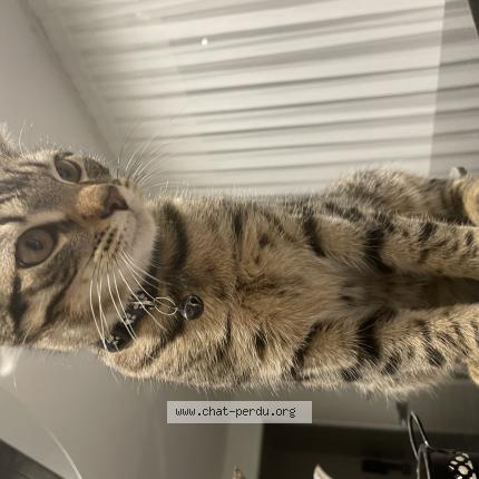 Photo 1/1 Badem Chat lost in Bischwiller