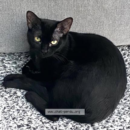 Foto 1/1 Wiedergefundene Katze Verloren in Thonex
