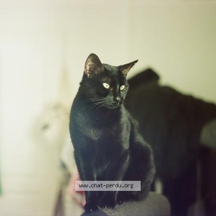 Photo 1/1 Zoomy Chat lost in Marseille