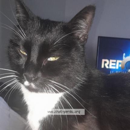 Photo 1/1 Ouistiti Chat lost in Avermes