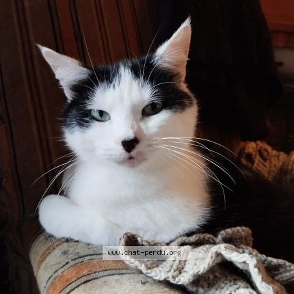 Photo 1/1 Bribri Chat lost in Treduder