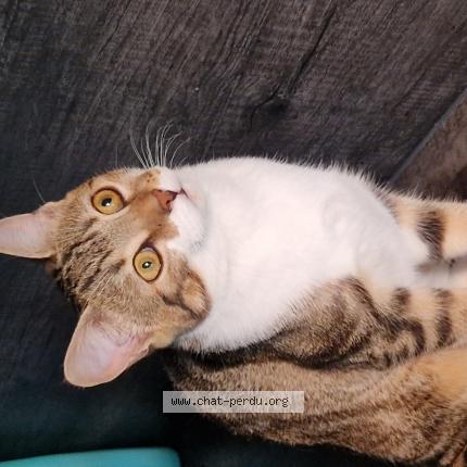 Photo 1/1 Tokyo Chat lost in Bonneuil sur marne