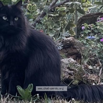 Photo 1/4 Found cat Found in Villemomble