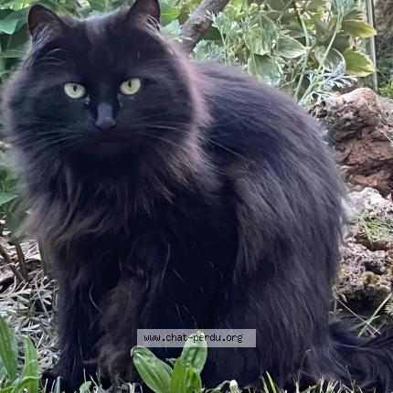 Photo 2/4 Found cat Found in Villemomble