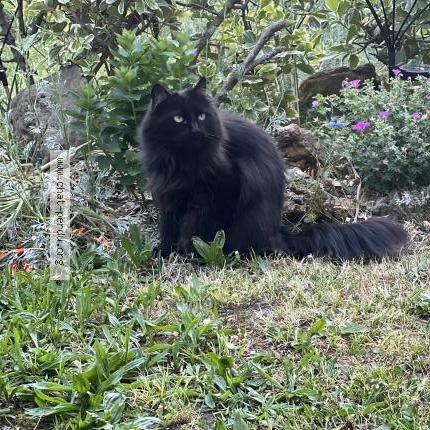 Photo 3/4 Found cat Found in Villemomble