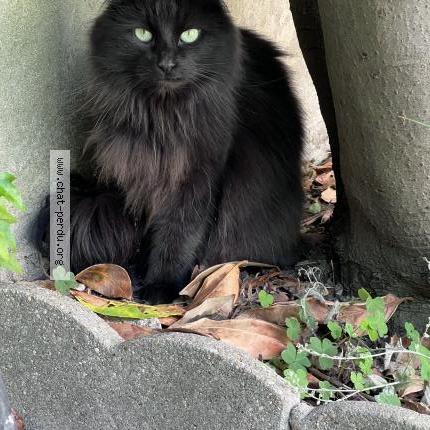 Photo 4/4 Found cat Found in Villemomble