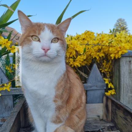 Photo 1/1 Twist Chat lost in Agny