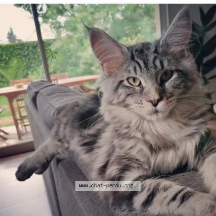 Photo 1/1 Libaud Laure Chat lost in Treillieres