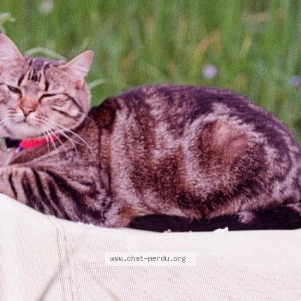 Photo 1/1 Vicky Chat lost in Gometz la ville