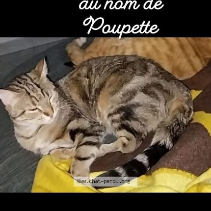 Photo 1/1 Poupette Chat lost in Le puy en velay