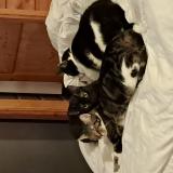 Picture of cat lost at Beziers