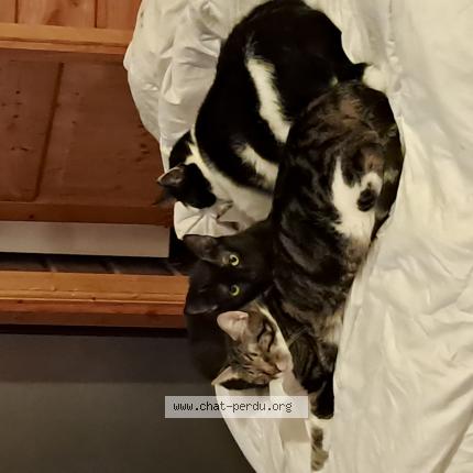 Photo 1/1 Shadow Chat lost in Beziers