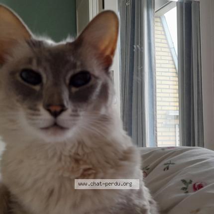 Photo 1/1 Chipie Chat lost in Auderghem bruxelles belgique