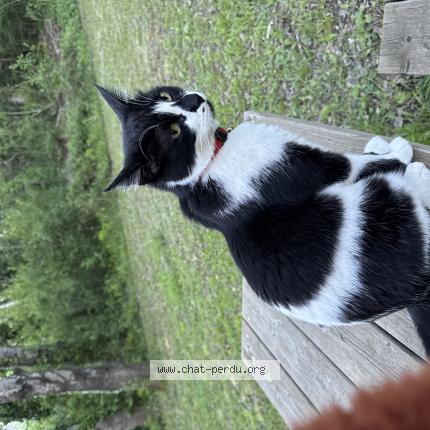 Photo 1/1 Merlin Chat lost in Colonzelle