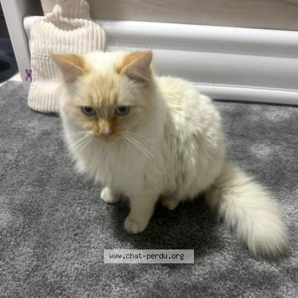 Photo 1/1 Eli Chat lost in Conflans sainte honorine