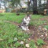 Picture of cat lost at La Ciotat