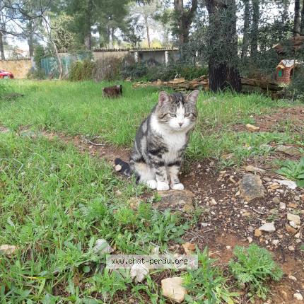 Photo 1/1 Ernesto Chat lost in La ciotat