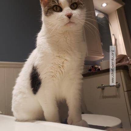 Photo 1/2 Jasmine Chat lost in Terrebonne