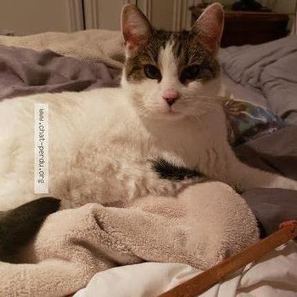 Photo 2/2 Jasmine Chat lost in Terrebonne