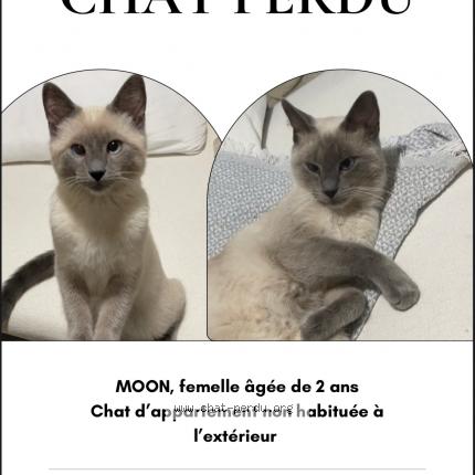 Photo 1/1 Moon Chat lost in Rosny sous bois