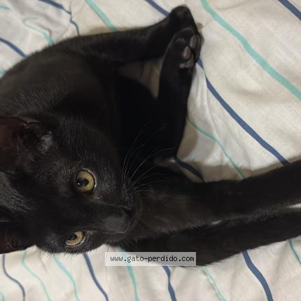 Photo 1/1 Akira Chat lost in Buenos aires