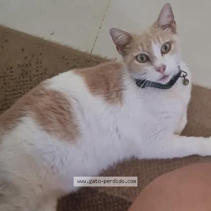 Photo 1/1 Blanca Chat lost in Chiclayo