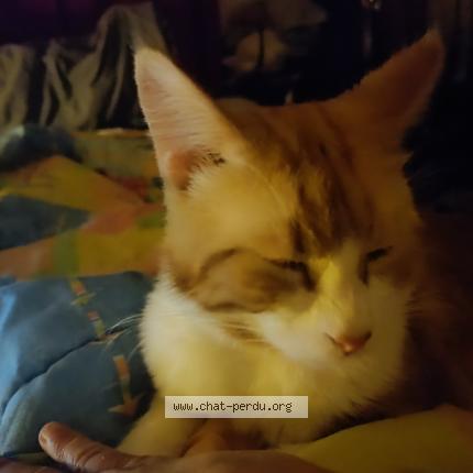 Photo 1/1 Ph&eacute;onix Chat lost in Ecaussinnes