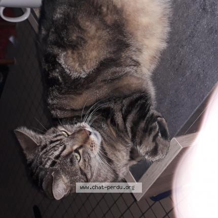 Photo 1/1 Mon Gros pepere Chat lost in Lewarde