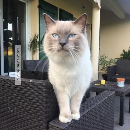 Photo 1/2 Bounty Chat lost in Came