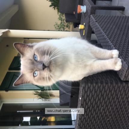 Photo 2/2 Bounty Chat lost in Came