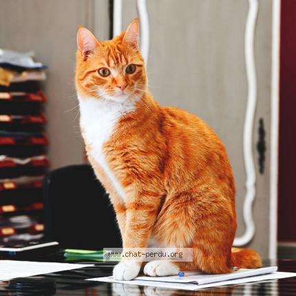 Photo 1/1 Yoda Chat lost in Nantes