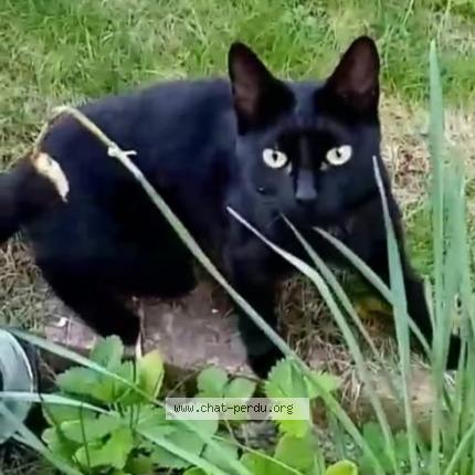 Photo 1/1 Michka Chat lost in Frepillon