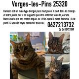 Picture of cat lost at Vorges Les Pins