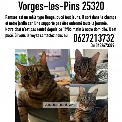 Photo 1/1 Ramses Chat lost in Vorges les pins
