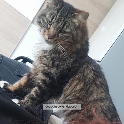 Photo 1/1 Gaïa Chat lost in Osny