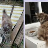 Picture of cat lost at Sauveterre Du Gard