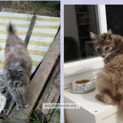 Photo 1/1 Cat reunited Lost in Sauveterre du gard