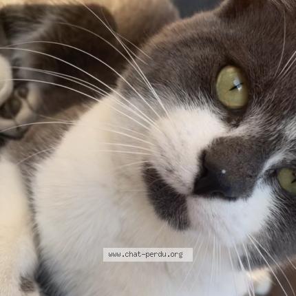 Photo 1/1 la bête Chat lost in Bredene