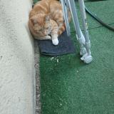 Picture of cat found at Auxerre